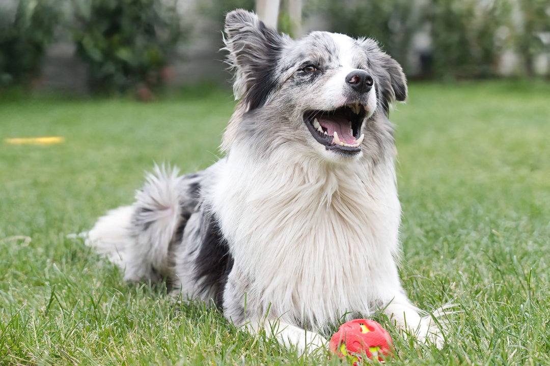 What Is Lamb Dog Food for Dogs With Allergies