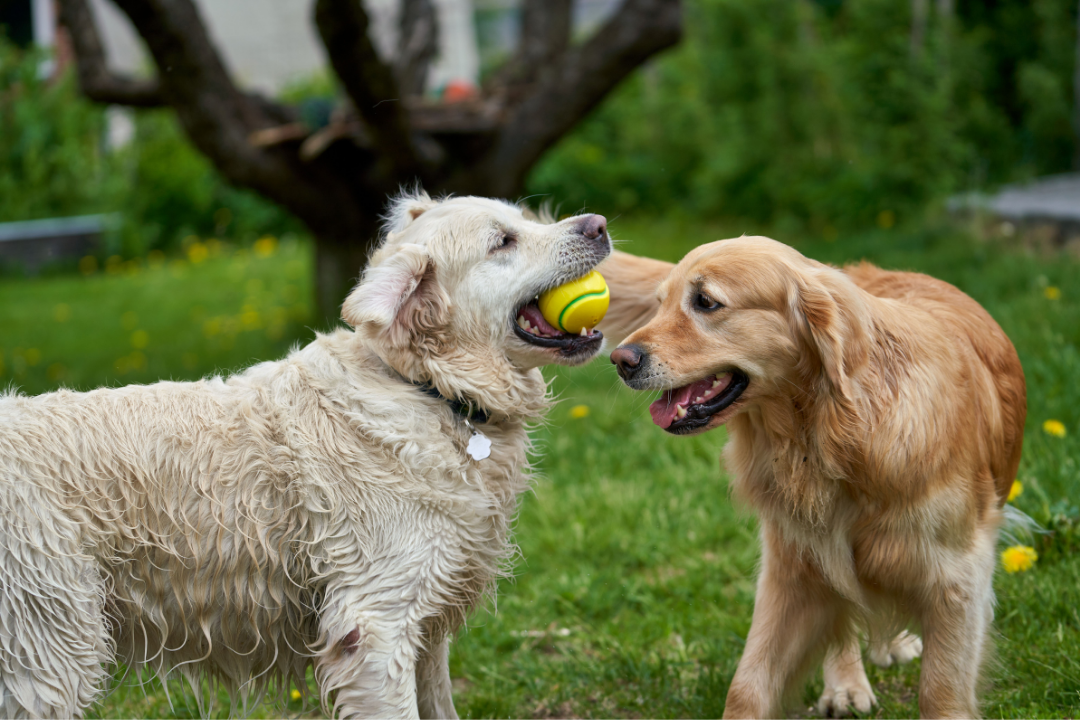 10 Questions About Grain-Free Dog Food for Digestion