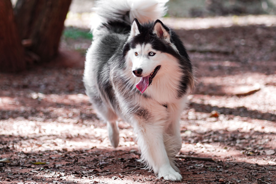 How to Choose Dog Food for Sensitive Stomachs