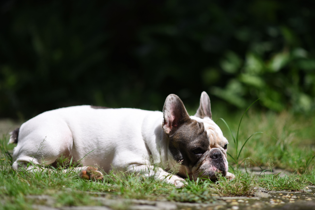 How Dog Food Supports Gut Health in Sensitive Dogs