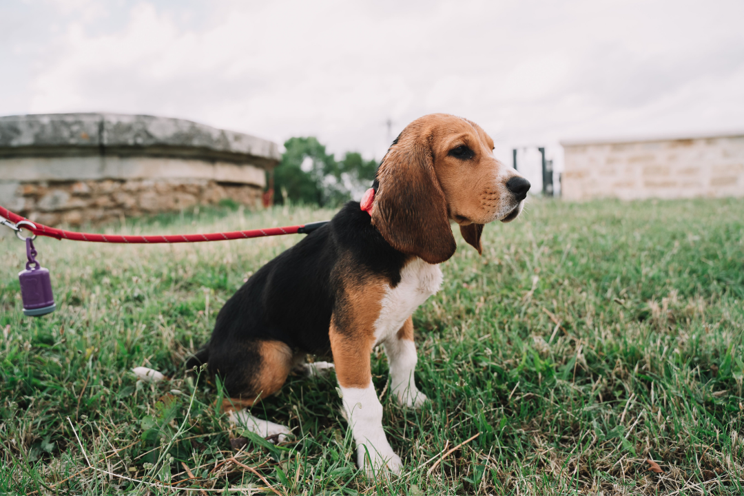 8 Things to Look for in Dog Food for Sensitive Stomachs