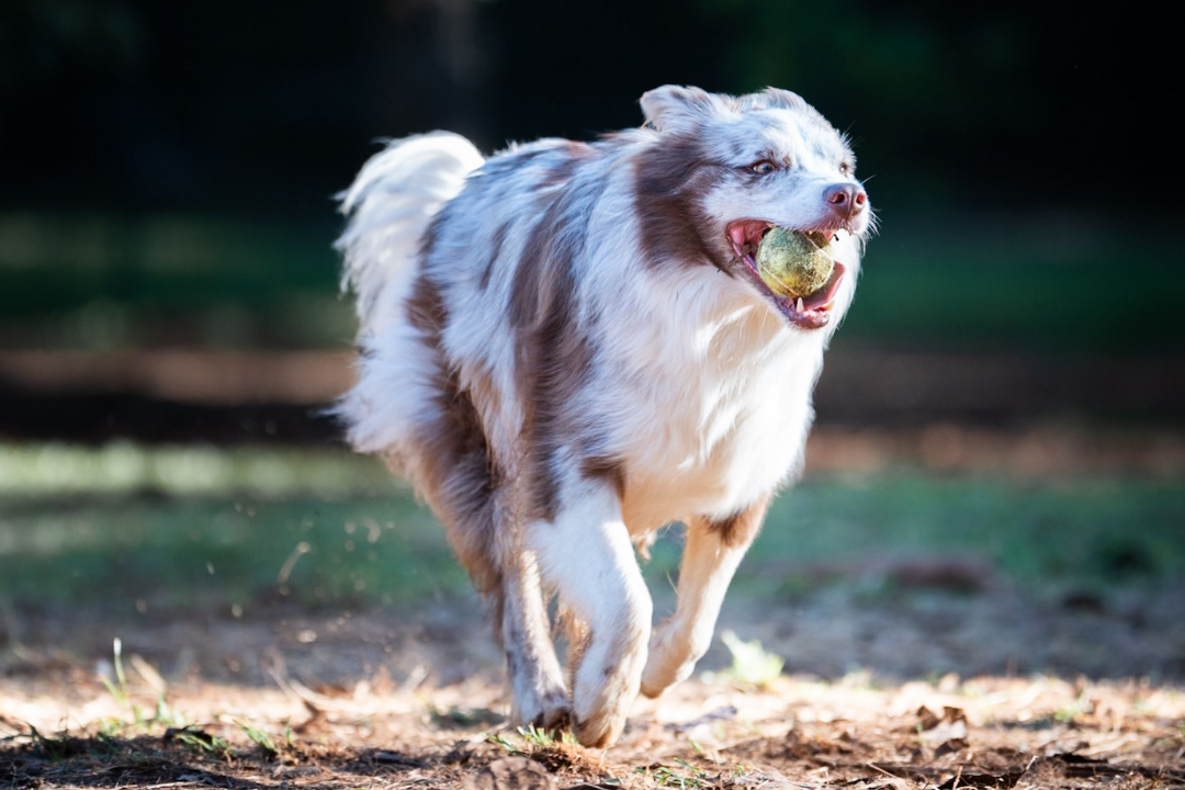 9 Ingredients for Dog Food for Sensitive Stomachs