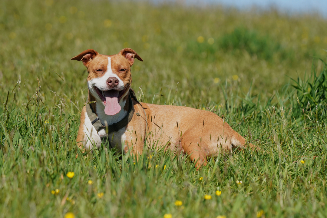 8 Things to Know About Grain-Free Dog Food