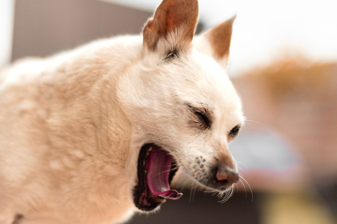 Best Dog Foods for Adult Dogs With Food Allergies