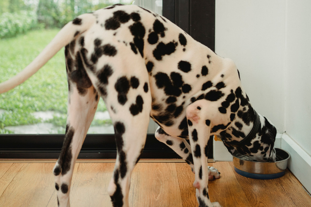 Novel Protein Dog Food for Allergies: A Buying Guide
