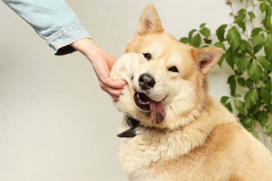 Best Grain-Free Dog Foods for Sensitive Stomachs