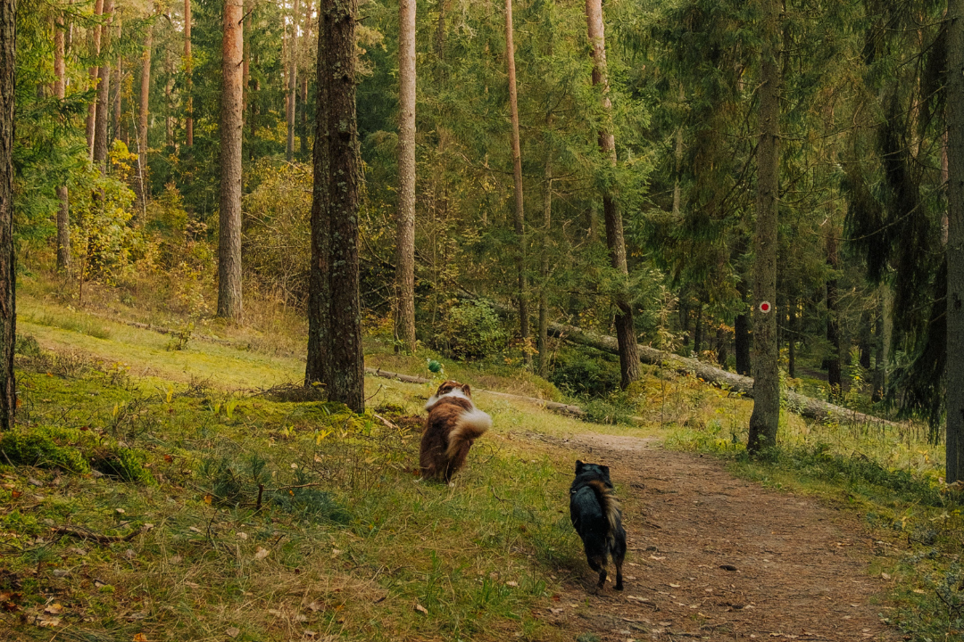 7 Qualities to Look for in Grain-Free Dry Dog Food