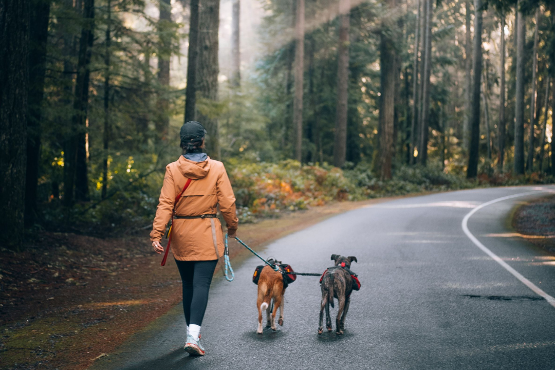Best Grain-Free Chicken Dog Foods for Picky Dogs