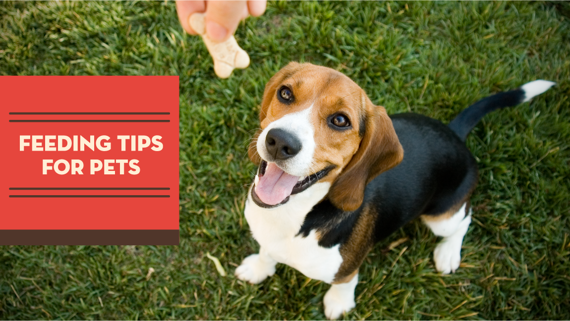 Feeding Tips for Pets