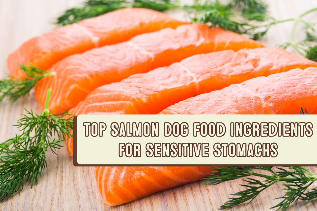 Top Salmon Dog Food Ingredients for Sensitive Stomachs: Why Salmon Works for Dogs with Sensitive Stomachs