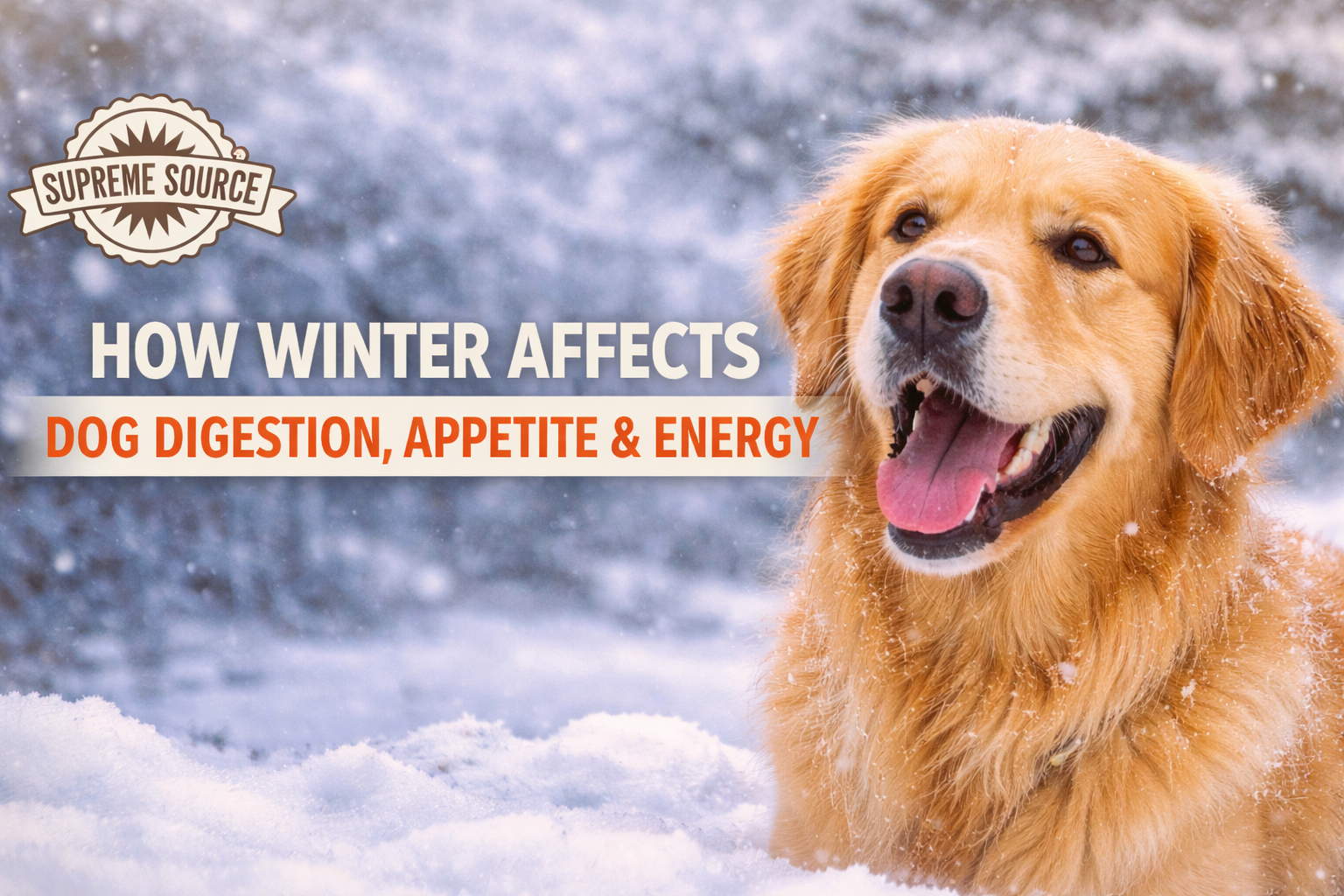 Winter Dog Food Digestion  Guide to Keep Appetite & Gut Healthy