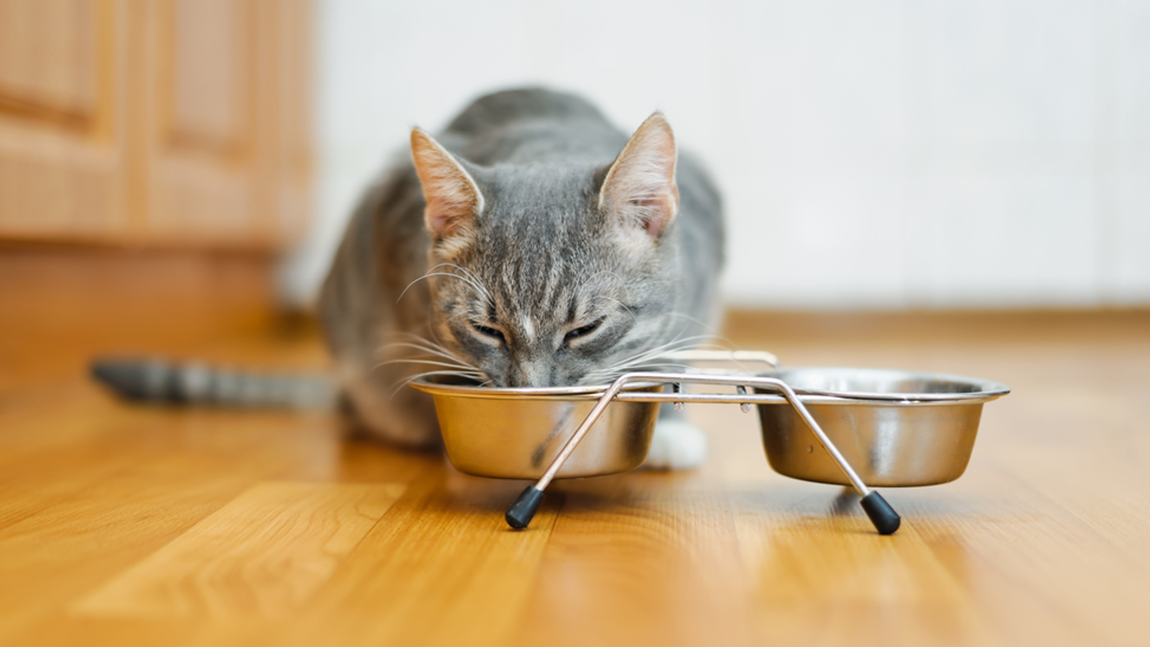 Where Can You Find Supreme Source Cat Food?