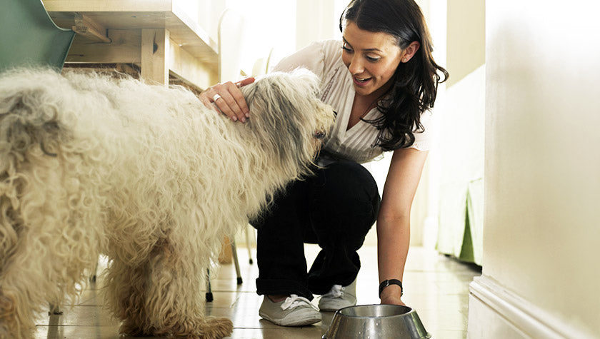 Making the Switch - Changing Dog Food Slowly