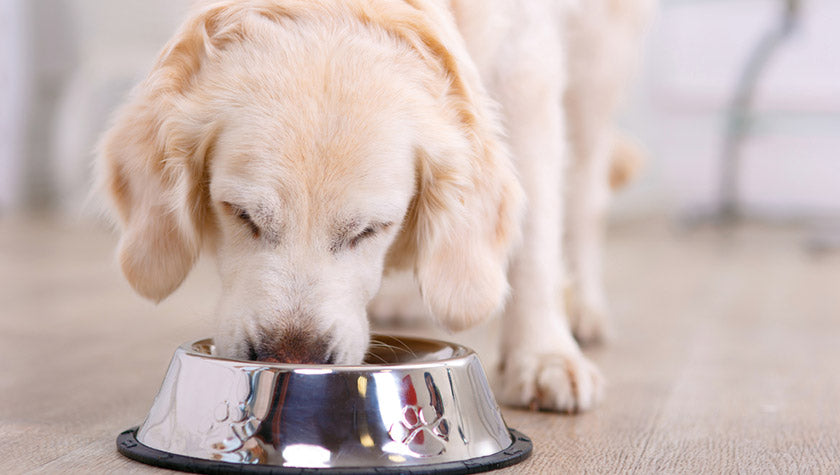 Canine Food Allergies: The Basics
