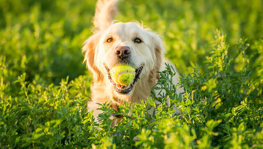 Dog Food ABCs