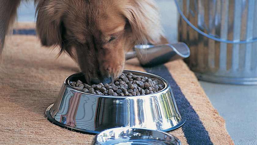 What is Meal in Dog Food?
