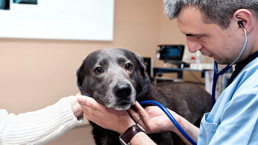 How Often Should I Visit a Vet?