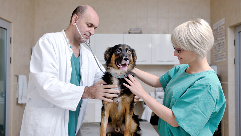 Health Tips Fit for a Dog