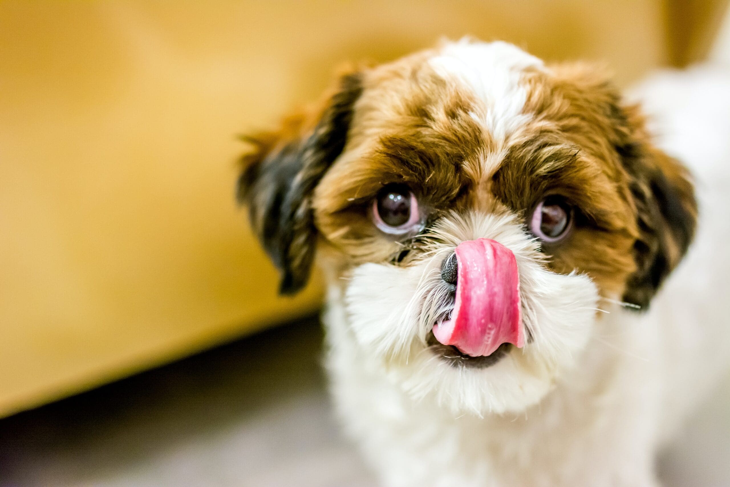 When to Switch to Adult Dog Food: A Pet Owner's Guide