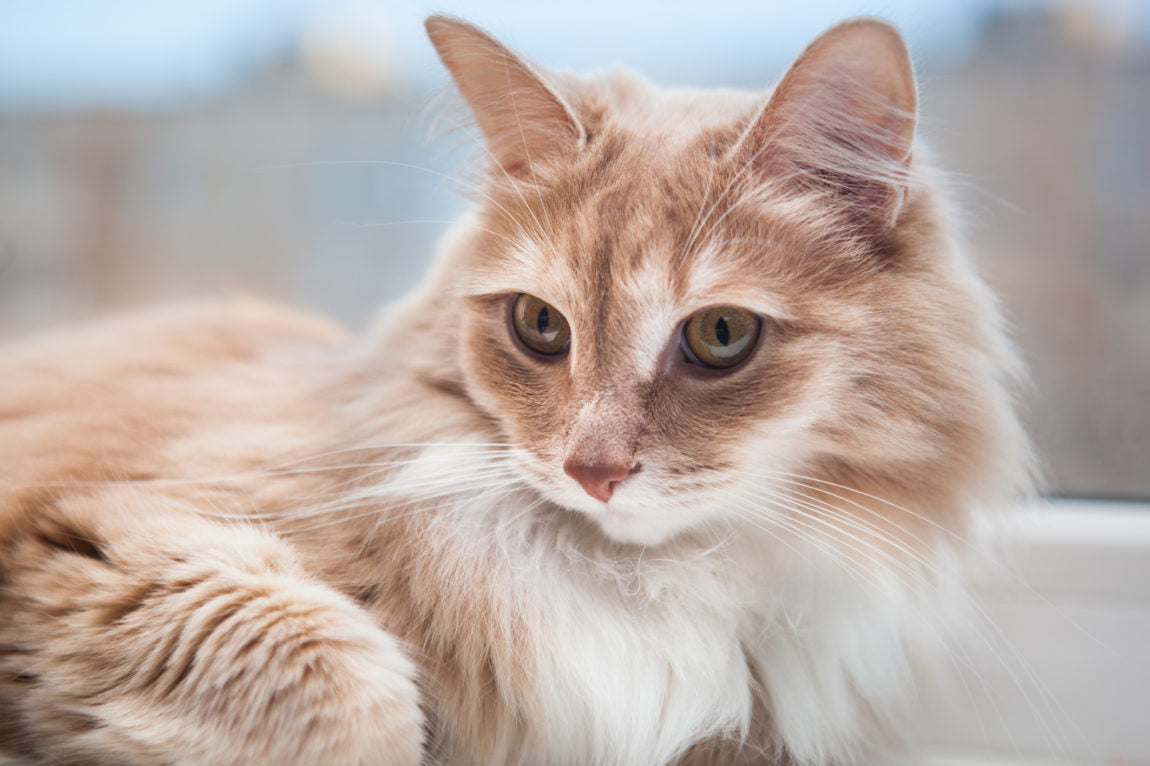 Take Your Cat To The Vet Day