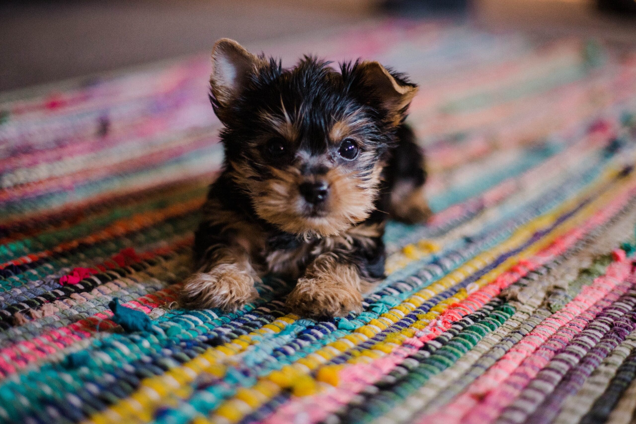 Here's How Much to Feed A Puppy