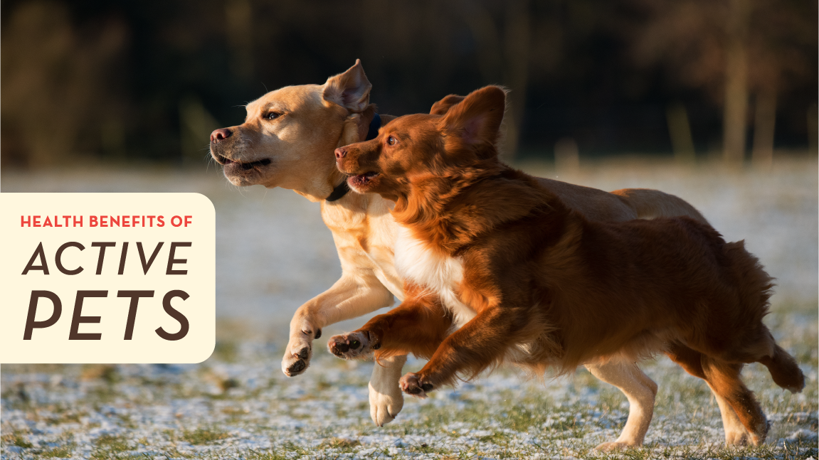 Health Benefits of Active Pets