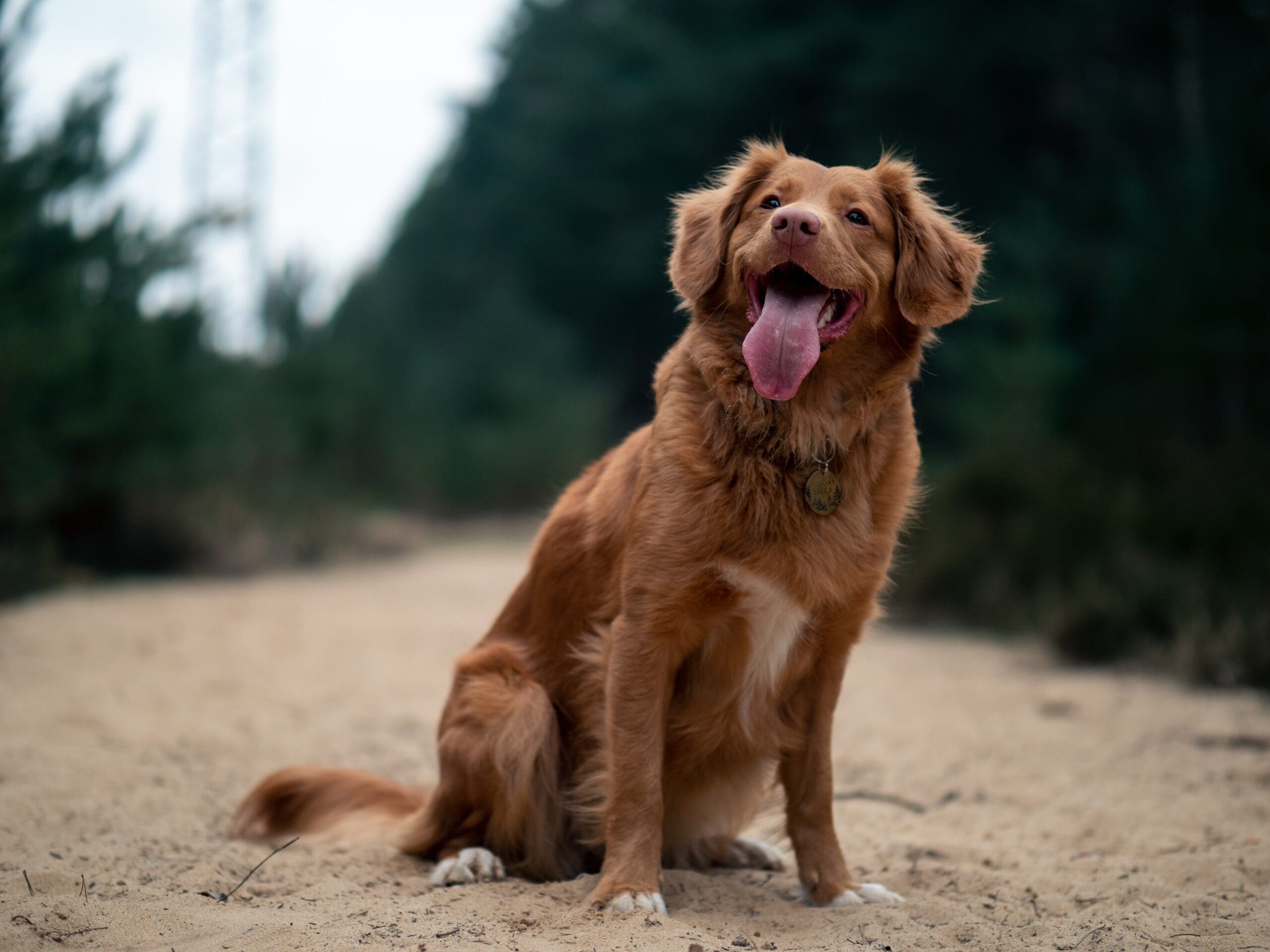 The Scoop on Poop: An Essential Guide for Healthy Dog Poop