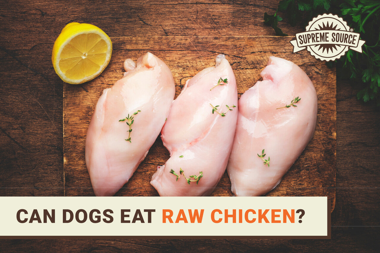 Can Dogs Eat Raw Chicken