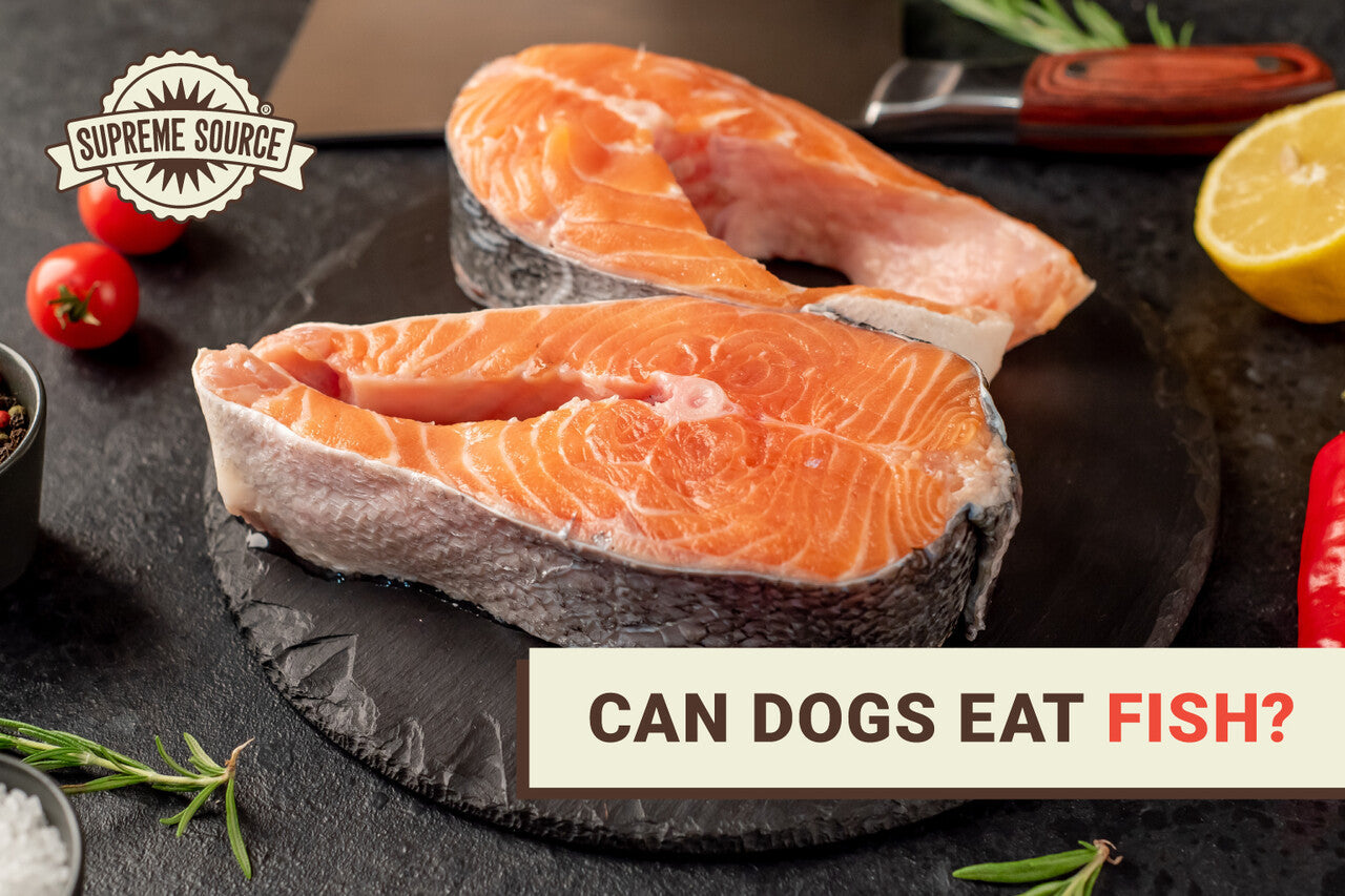Can Dogs Eat Fish? | Benefits of Sea Food for Dogs