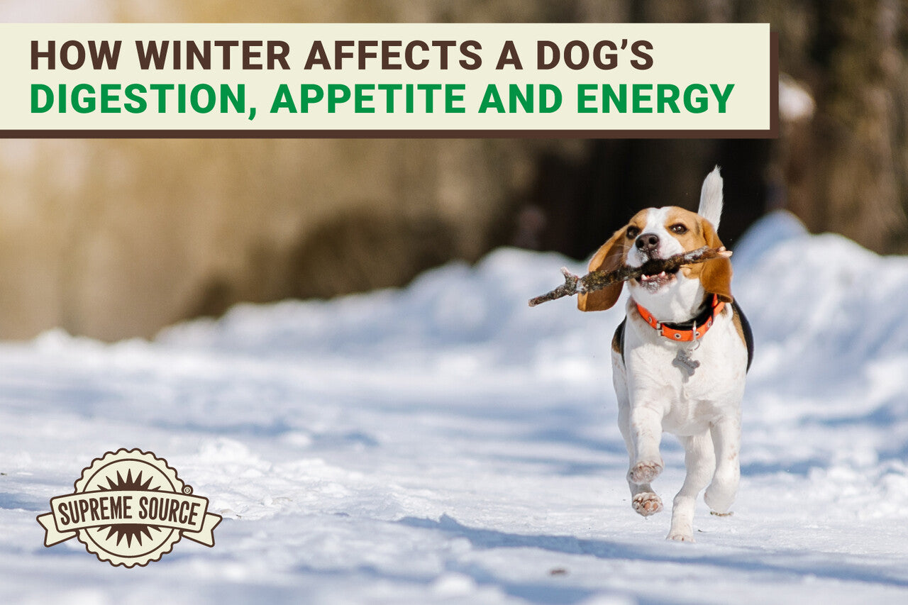 How Winter Affects A Dog's Digestion, Appetite, and Energy