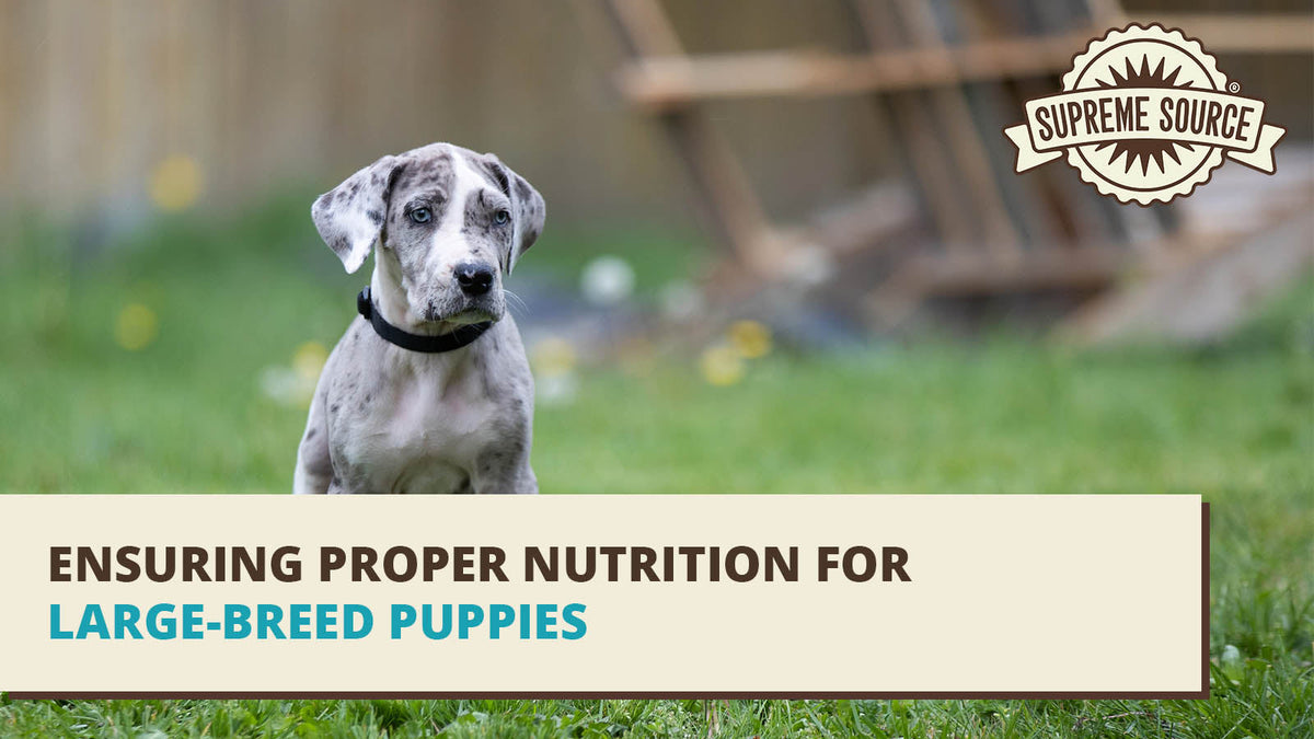 Feeding Guide for Large-Breed Puppies – Supreme Source Pet
