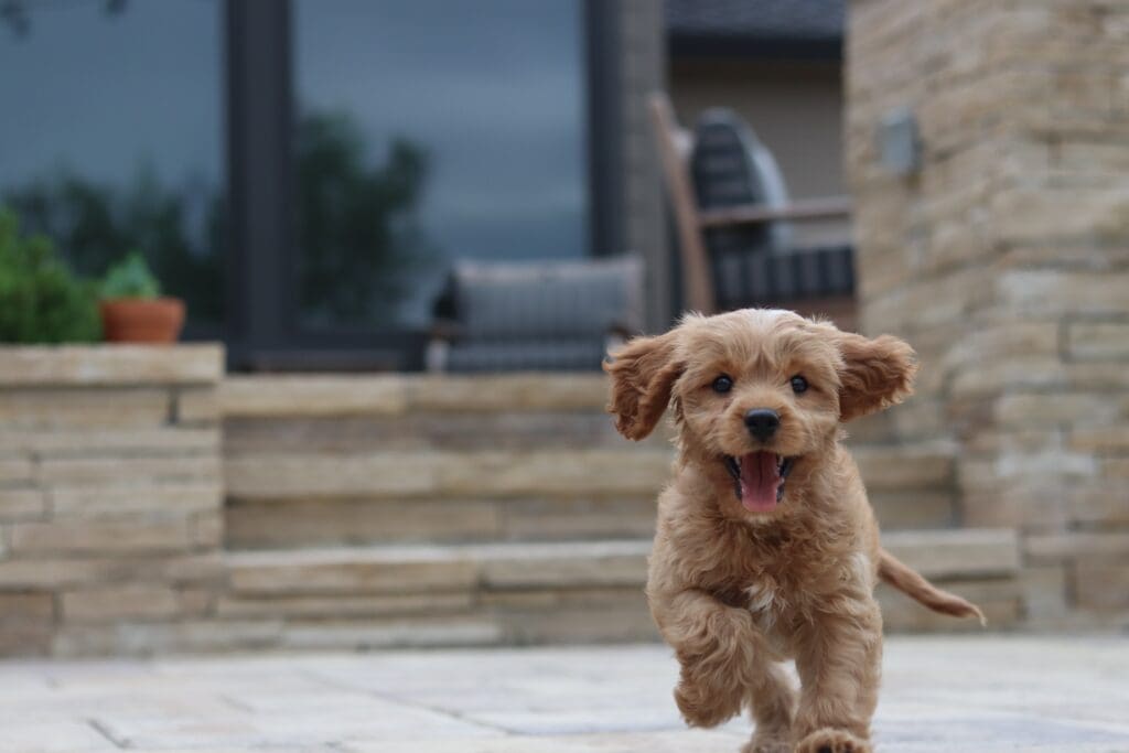My Dog Has Diarrhea But is Acting Fine: What to Do?