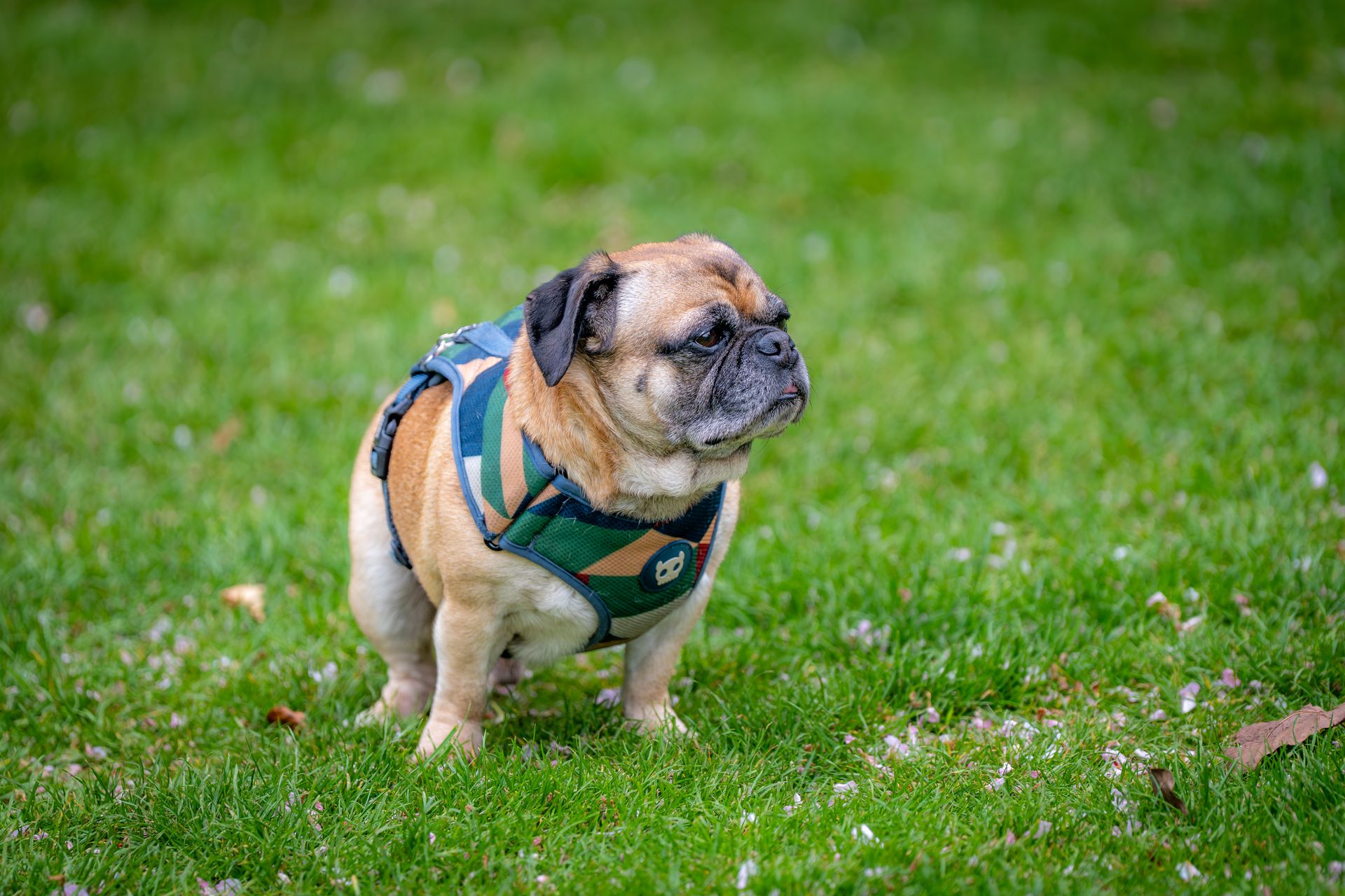 How to Feed a Bland Diet for Dog Diarrhea in 7 Easy Steps (2026)