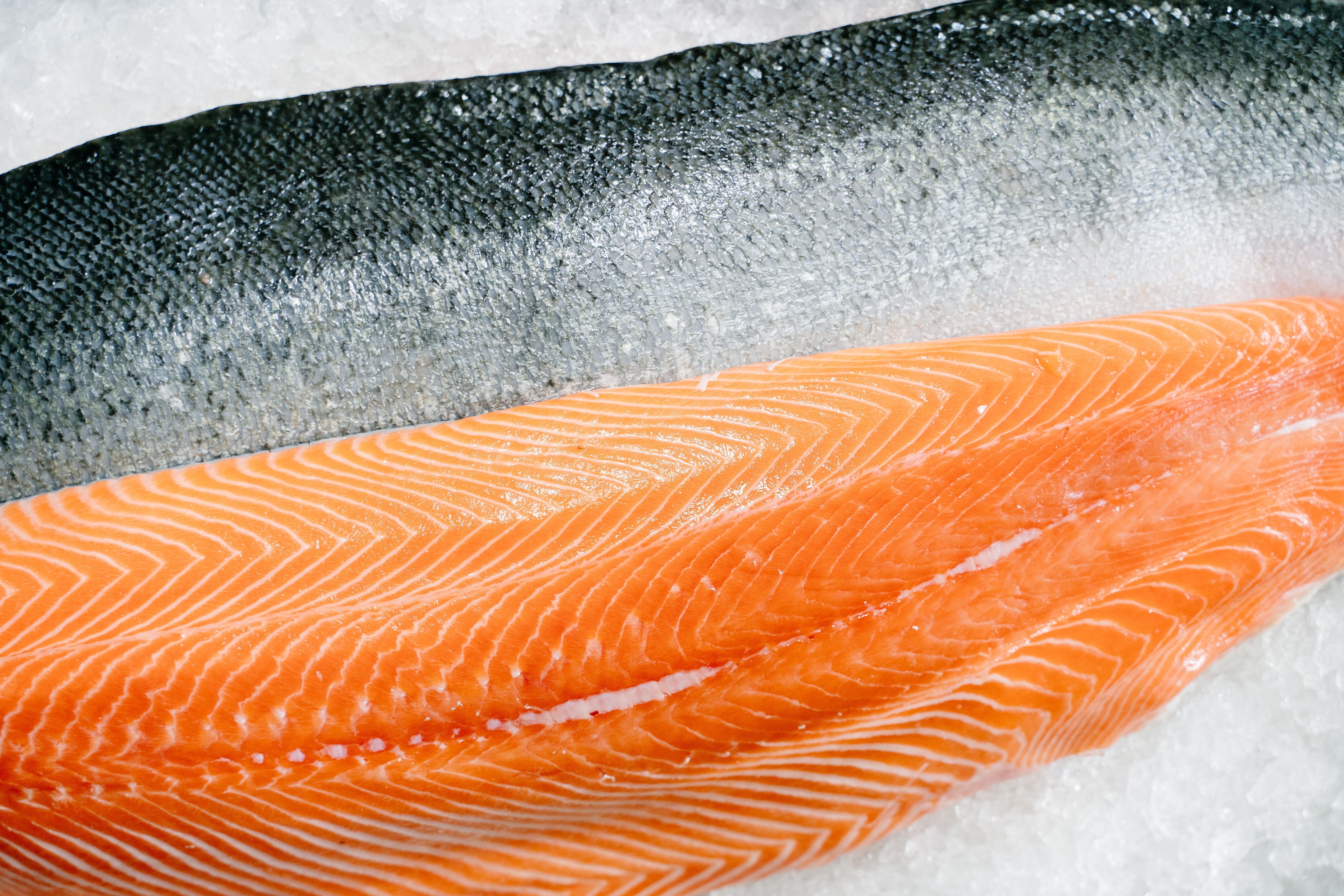 Best Salmon Dog Food for Skin and Coat Compared