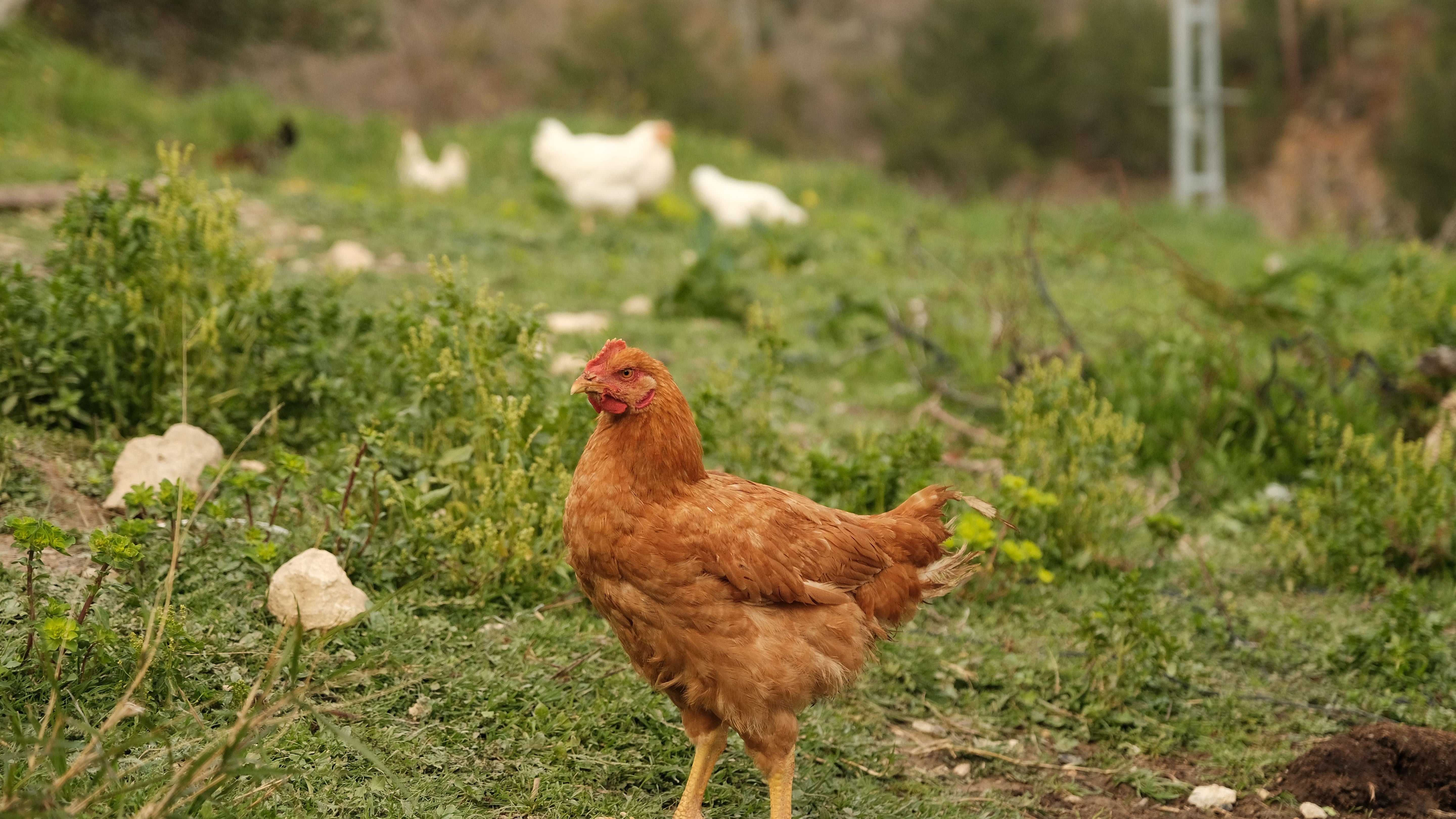 Best Grain-Free Chicken Dog Foods Compared