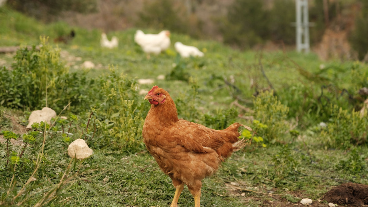 Best Grain-Free Chicken Dog Foods Compared