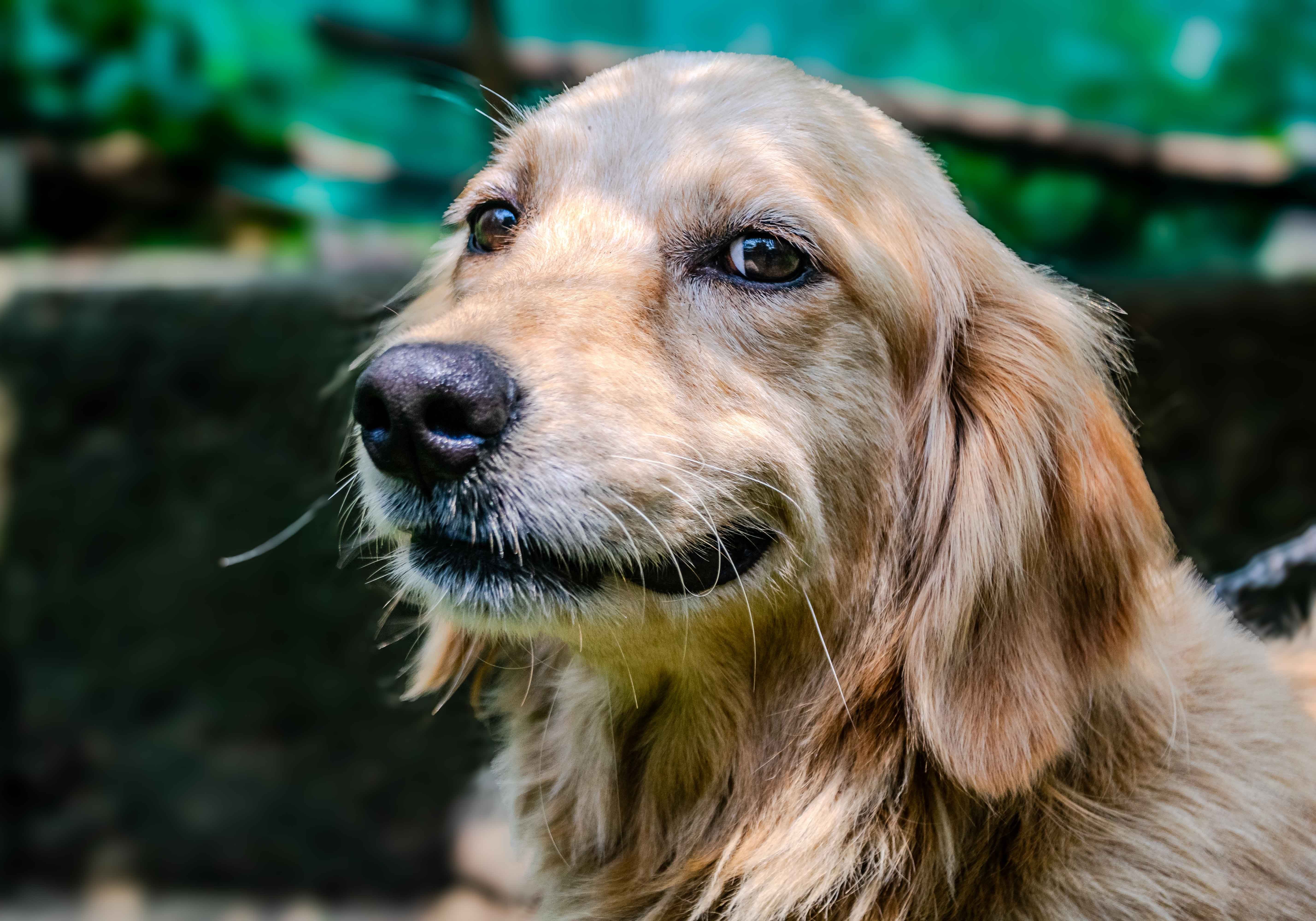 Best Pork and Wild Boar Dog Foods Compared
