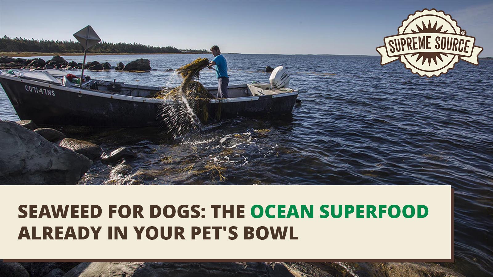 Seaweed for Dogs: The Ocean Superfood Already in Your Pet's Bowl