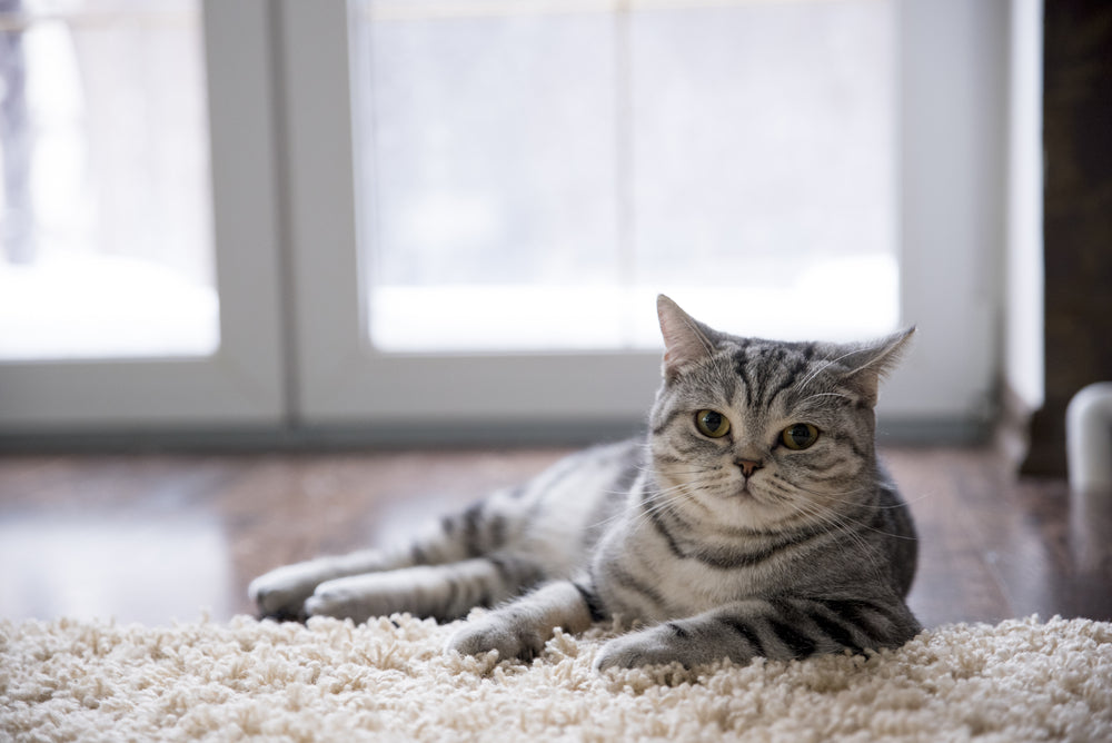What Is "Meal" In Cat Food?
