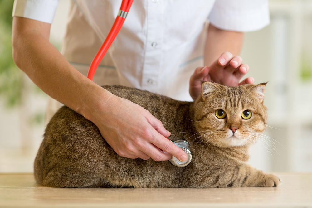 Managing Your Cat's Health