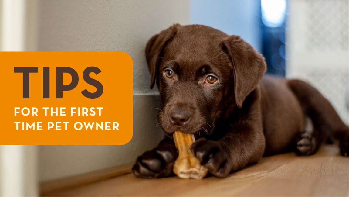 Tips for the First Time Pet Owner