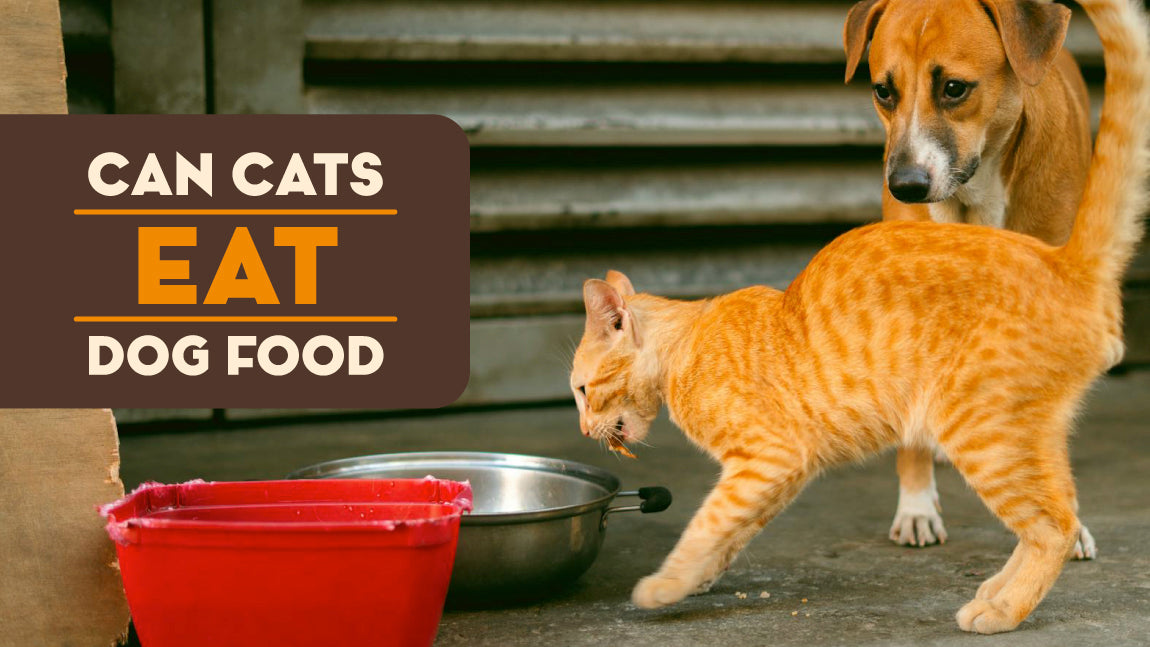 Can Cats Eat Dog Food?