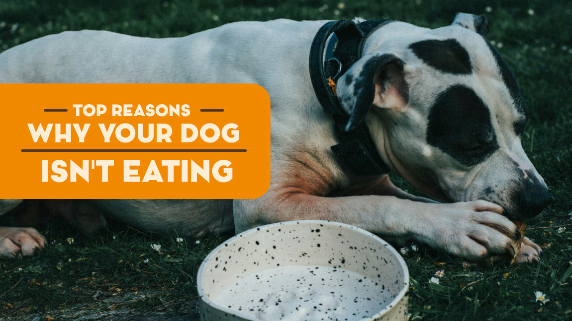Top Reasons Why Your Dog Isn't Eating Food