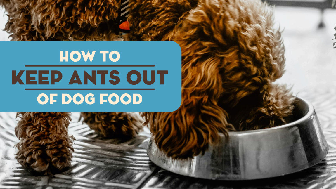 How To Keep Ants Out of Dog Food