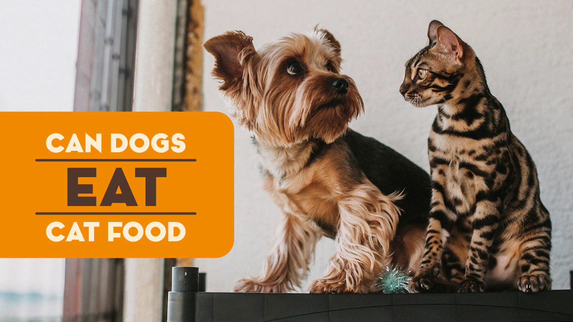 Can Dogs Eat Cat Food?