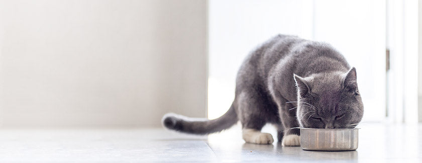 Use these pet feeding tips to ensure you're feeding the right amount. Consider key factors like size, age, and activity level for accuracy.