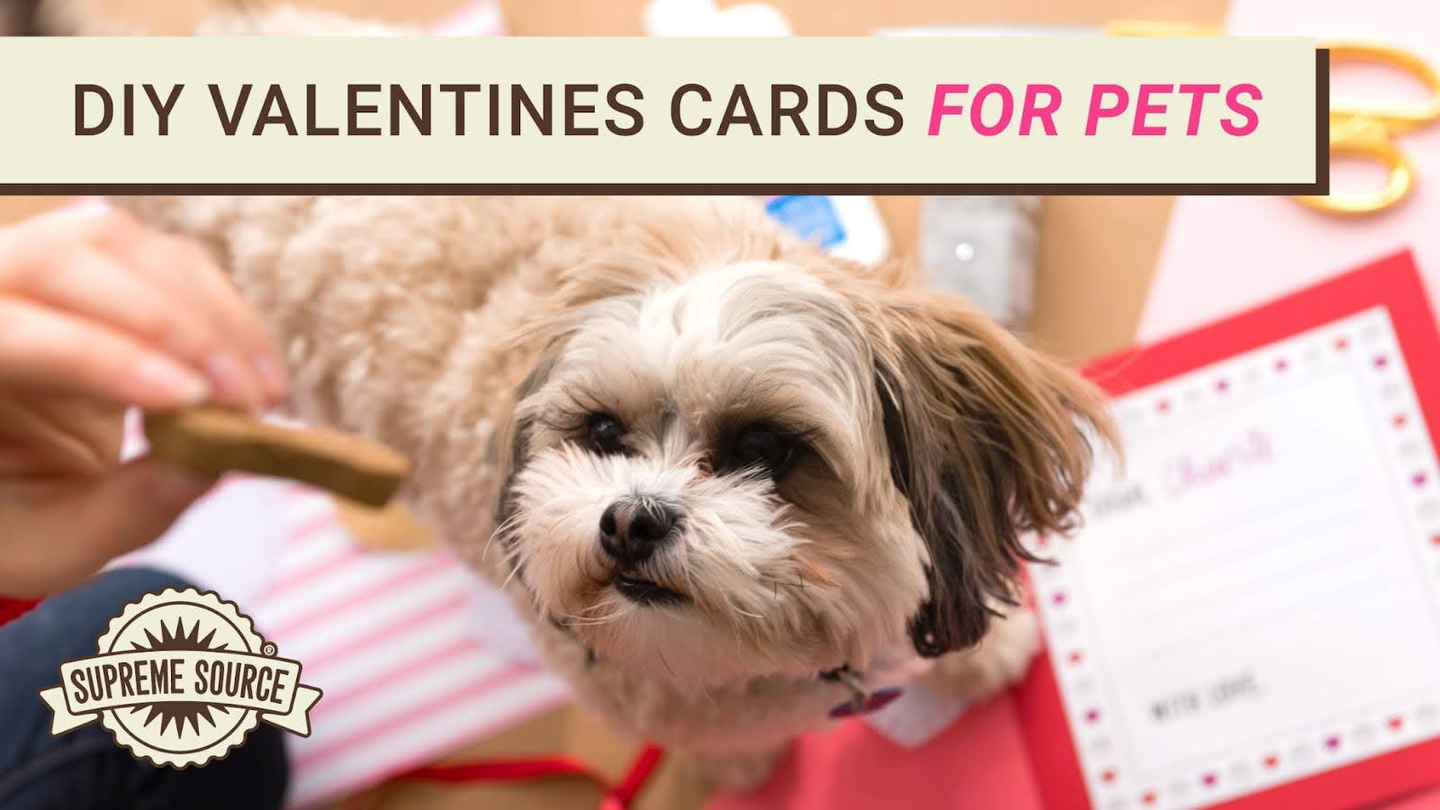 Create adorable DIY Valentine’s cards for your pets! Celebrate Valentine's Day with Supreme Source Pet and show your furry friends love.