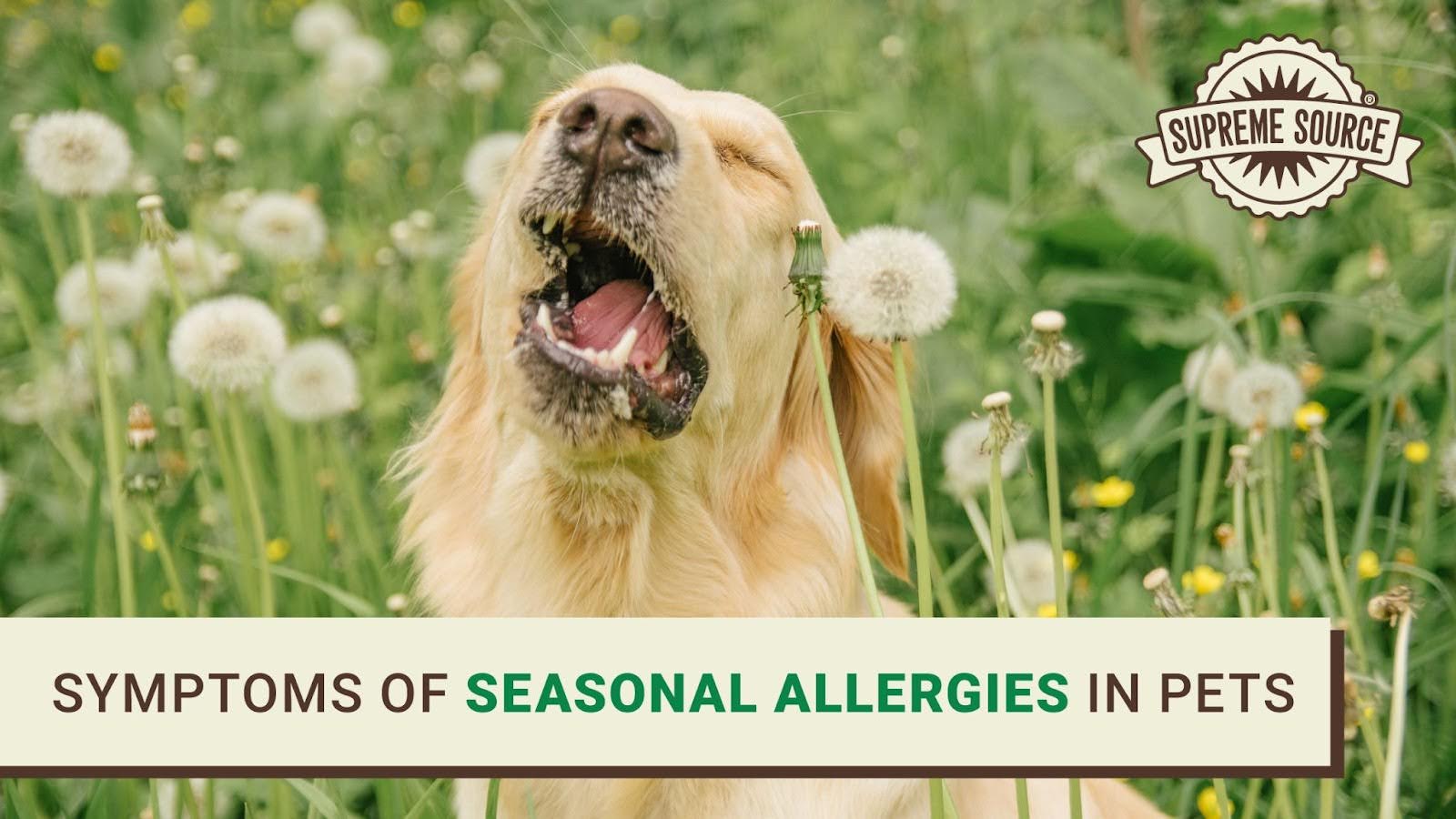 Discover how to manage seasonal allergies in pets with Supreme Source Pet's tips on symptoms, prevention, and relief for your furry friend.