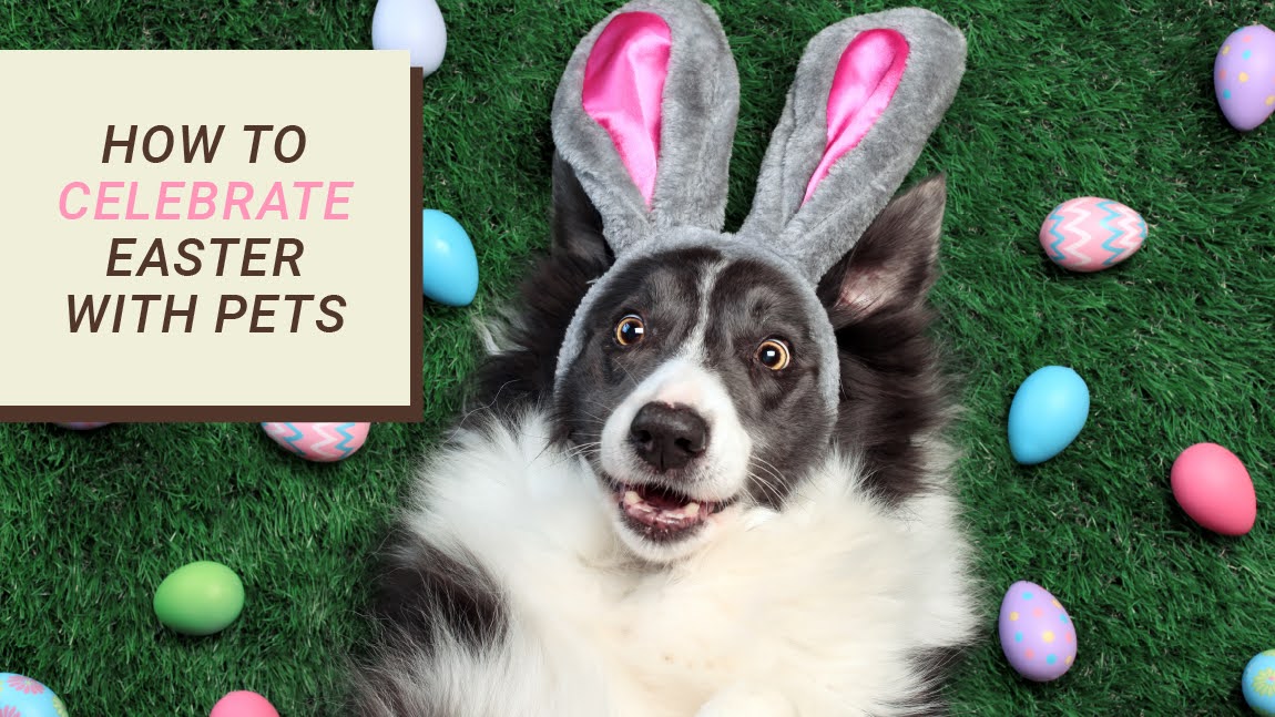 Discover adorable ways to celebrate Easter with your pets! Get creative with holiday ideas for dogs and cats from Supreme Source Pet.