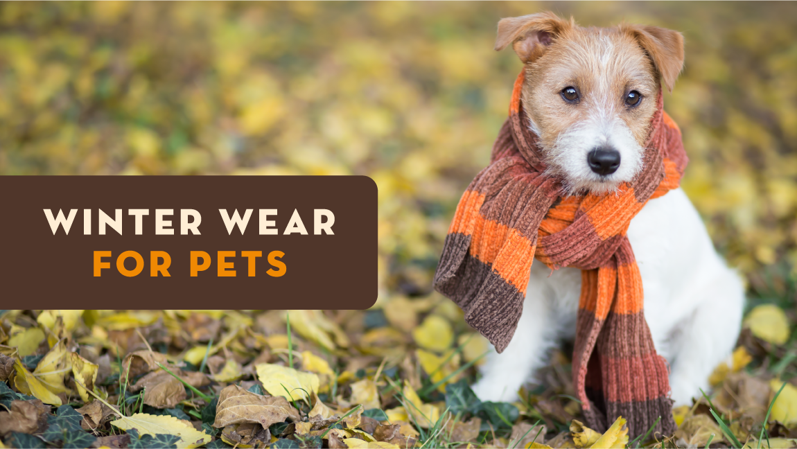 Winter Wear for Pets